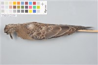 藏品(金背鳩)的圖片